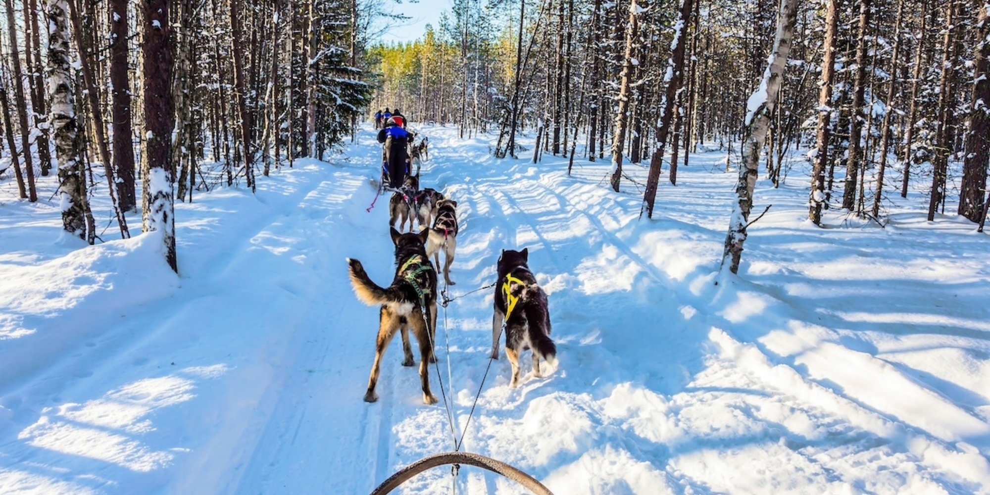 A Guide to Dog Sledding Near Bozeman, Montana featured image